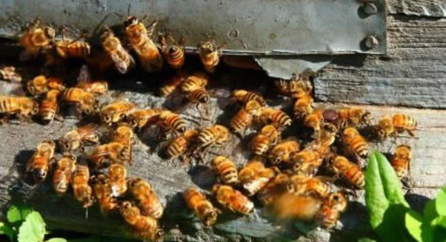 2021年蜜蜂養殖的前景(蜜蜂養殖的現狀) 2021年蜜蜂養殖的前景(蜜蜂養殖的現狀)