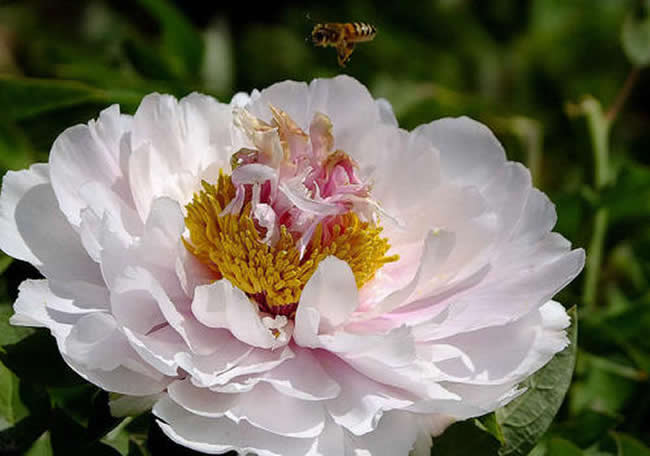 蜜蜂自然分蜂的原因是什么? 蜜蜂自然分蜂