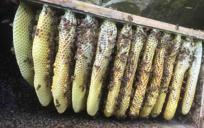 蜜蜂蜂巢多少錢一塊 蜜蜂蜂巢多少錢一塊