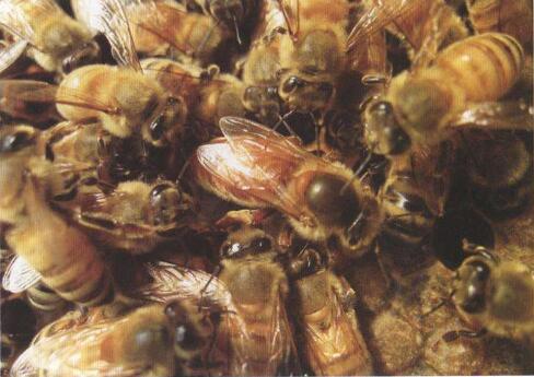 浙農(nóng)大一號蜂優(yōu)缺點?(“浙農(nóng)大1號”意蜂) 浙農(nóng)大一號蜂優(yōu)缺點?(“浙農(nóng)大1號”意蜂)