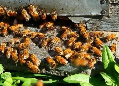 蜜蜂的盜性與什么有關（什么是盜蜂現象）