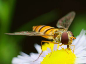 蜂王與工蜂能繁殖后代嗎（蜂王和工蜂同時(shí)產(chǎn)卵，這是什么情況）
