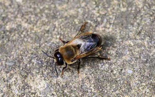  雄蜂試飛說(shuō)明什么