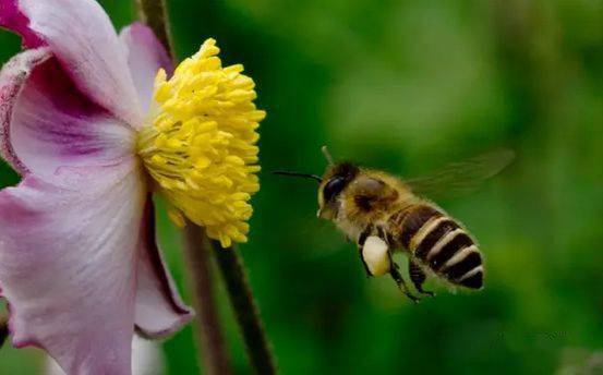 蜂螨是怎么產生的(蜂螨是怎么來的) 蜂螨是怎么產生的(蜂螨是怎么來的)
