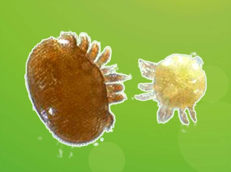 蜂螨是怎么產生的(蜂螨是怎么來的) 蜂螨是怎么產生的(蜂螨是怎么來的)