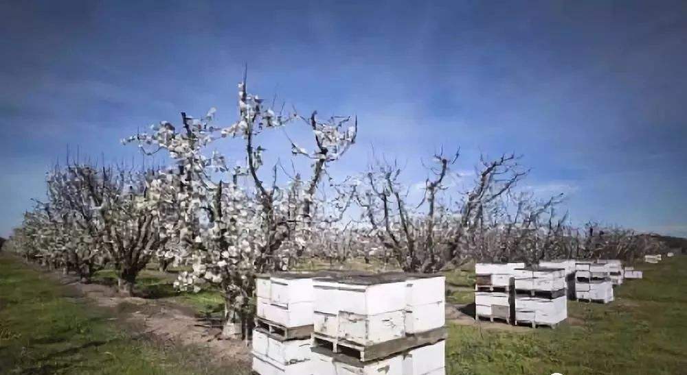 【蜜蜂知識】中華蜜蜂的飼養技術 中華蜜蜂的飼養技術