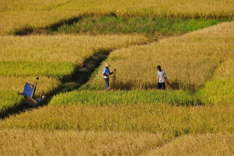 赤眼蜂(赤眼蜂的作用及發育過程) 赤眼蜂(赤眼蜂的作用及發育過程)