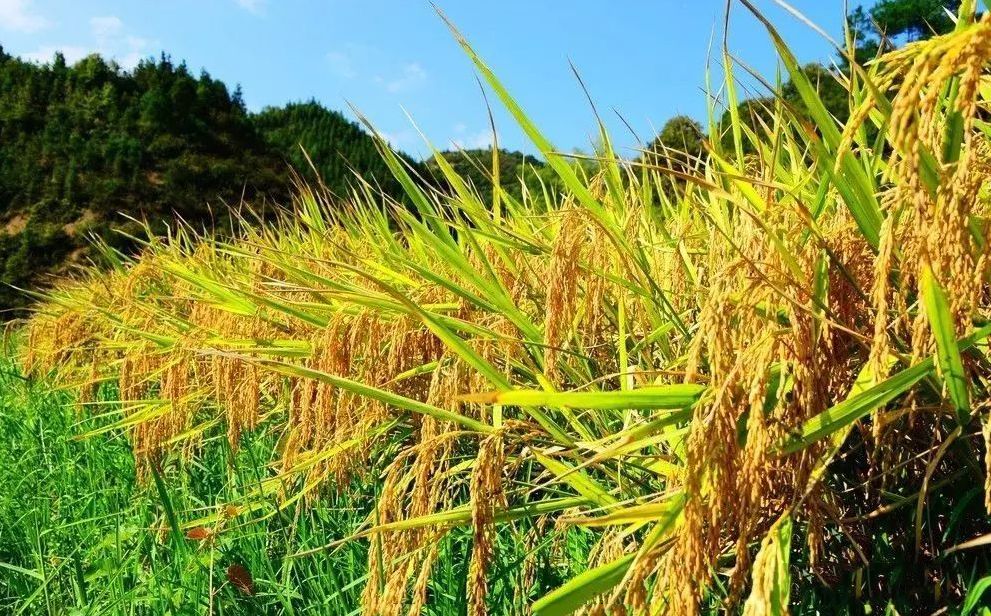 赤眼蜂(赤眼蜂的作用及發育過程) 赤眼蜂(赤眼蜂的作用及發育過程)