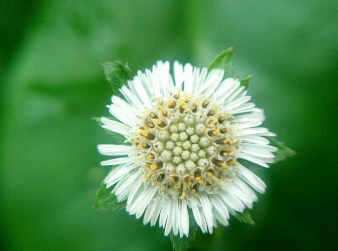 蜜蜂的花粉是干嘛用的(蜜蜂用花粉來干嘛) 蜜蜂的花粉是干嘛用的(蜜蜂用花粉來干嘛)