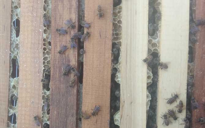 人造王臺蜜蜂起不起分蜂熱 人造王臺蜜蜂起不起分蜂熱