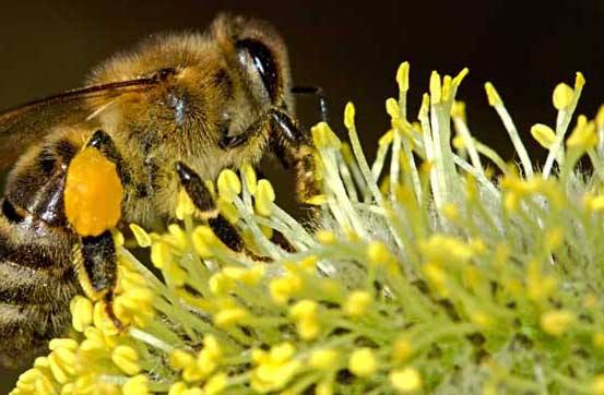 【蜜蜂知識】蜜蜂的養殖方法 蜜蜂的養殖方法