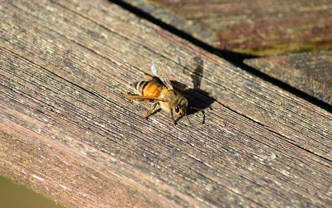 病毒靈能治中華蜜蜂什么病(病毒靈治中蜂的劑量是多少?) 病毒靈能治中華蜜蜂什么病(病毒靈治中蜂的劑量是多少?)