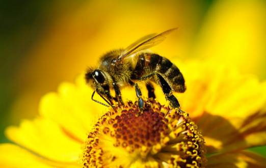 早晨巢門(mén)有好多工蜂是什么原因(蜜蜂早上巢門(mén)口聚集原因) 早晨巢門(mén)有好多工蜂是什么原因(蜜蜂早上巢門(mén)口聚集原因)