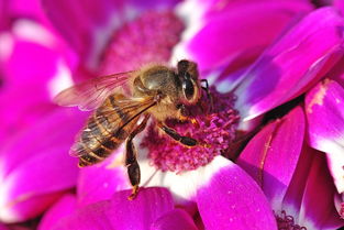 早晨巢門(mén)有好多工蜂是什么原因(蜜蜂早上巢門(mén)口聚集原因) 早晨巢門(mén)有好多工蜂是什么原因(蜜蜂早上巢門(mén)口聚集原因)