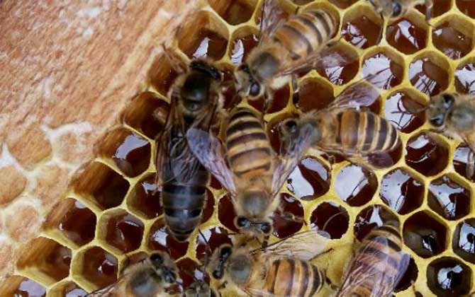 為什么蜜蜂中蜂王出臺(tái)后是黑色的(中華蜜蜂蜂王剛出臺(tái)怎么會(huì)是黑色的) 為什么蜜蜂中蜂王出臺(tái)后是黑色的(中華蜜蜂蜂王剛出臺(tái)怎么會(huì)是黑色的)