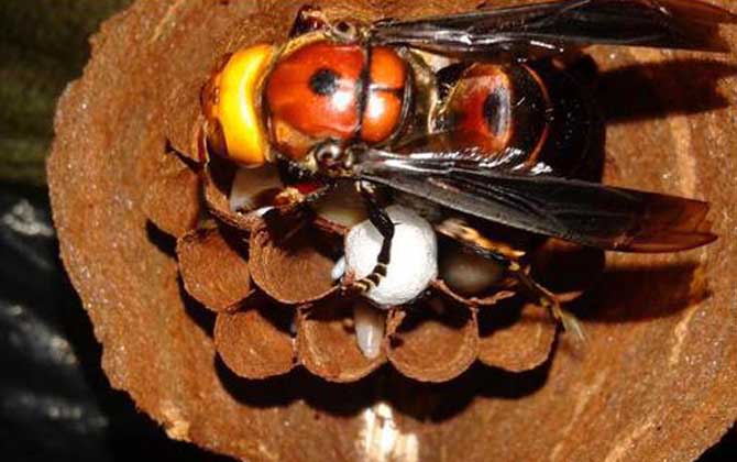 發(fā)現(xiàn)馬蜂窩怎么處理最安全（怎么處理馬蜂窩最徹底）