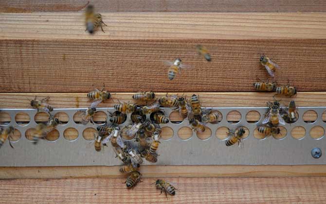 蜜蜂養殖有發展前景嗎(養蜂能賺到錢么) 蜜蜂養殖有發展前景嗎(養蜂能賺到錢么)