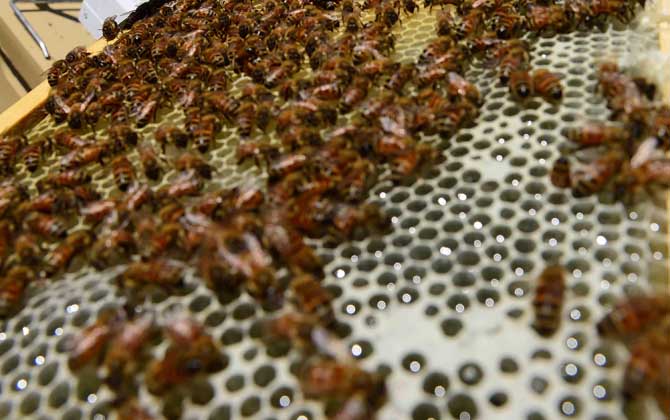 蜜蜂養殖有發展前景嗎(養蜂能賺到錢么) 蜜蜂養殖有發展前景嗎(養蜂能賺到錢么)