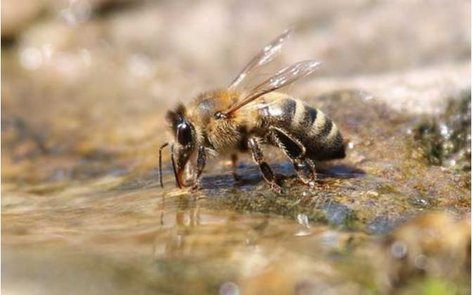 割蜜后工蜂不出勤是什么原因(工蜂為啥不出勤) 割蜜后工蜂不出勤是什么原因(工蜂為啥不出勤)