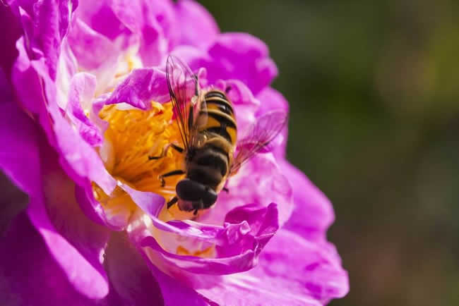 贊美蜜蜂的詩(shī)詞