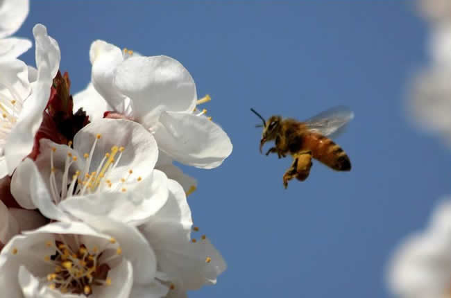 贊美蜜蜂的詩(shī)詞