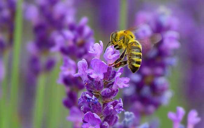 【蜜蜂養(yǎng)殖】2018蜜蜂養(yǎng)殖有前景嗎? 2018蜜蜂養(yǎng)殖有前景嗎?