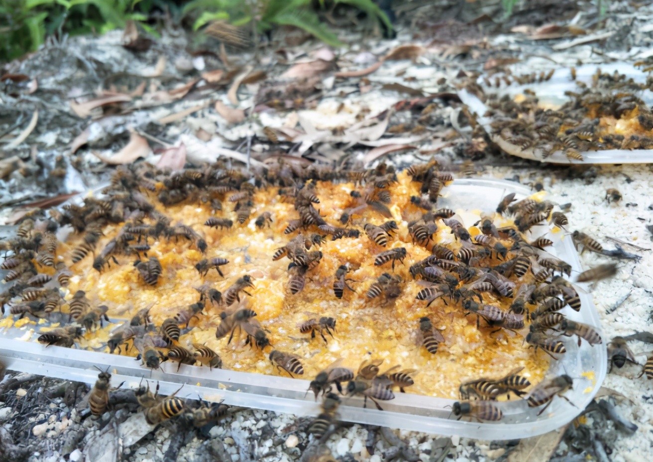 如何尋找野生蜜蜂(野外尋找蜜蜂的方法和技巧) 如何尋找野生蜜蜂(野外尋找蜜蜂的方法和技巧)