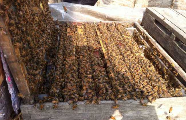 蜜蜂采蜜對花有壞處嗎(蜜蜂采蜜對花朵有什么影響和好處) 蜜蜂采蜜對花有壞處嗎(蜜蜂采蜜對花朵有什么影響和好處)