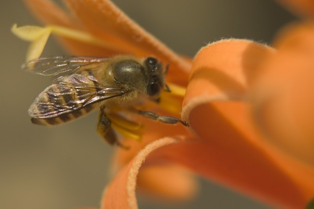 蜜蜂沒蜂王也要分是怎么回事(找不到蜂王還要分蜂嗎) 蜜蜂沒蜂王也要分是怎么回事(找不到蜂王還要分蜂嗎)