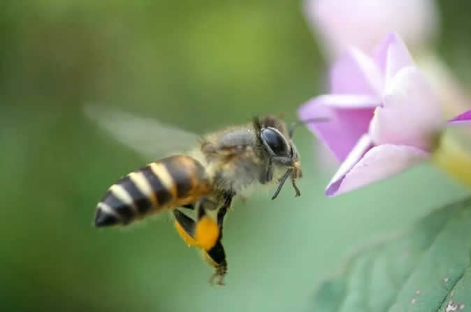 怎樣辨別雌蜂和雄蜂(雄蜂和雌蜂的區別) 怎樣辨別雌蜂和雄蜂(雄蜂和雌蜂的區別)