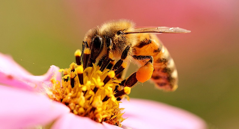 怎樣辨別雌蜂和雄蜂(雄蜂和雌蜂的區別) 怎樣辨別雌蜂和雄蜂(雄蜂和雌蜂的區別)