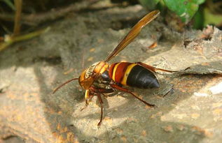 松丹二號(hào)與松丹一號(hào)哪個(gè)好(松丹一號(hào)蜂王與松丹二號(hào)蜂王區(qū)別) 松丹二號(hào)與松丹一號(hào)哪個(gè)好(松丹一號(hào)蜂王與松丹二號(hào)蜂王區(qū)別)