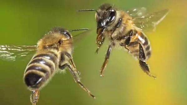 【蜜蜂養(yǎng)殖】如何有效防止和處理蜂群盜蜂現(xiàn)象 如何有效防止和處理蜂群盜蜂現(xiàn)象