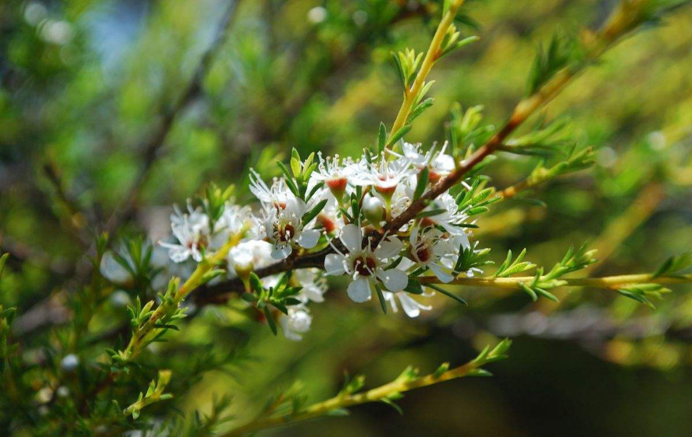 最好的蜂蜜在哪里(盤點(diǎn)世界各地的知名蜂蜜) 最好的蜂蜜在哪里(盤點(diǎn)世界各地的知名蜂蜜)