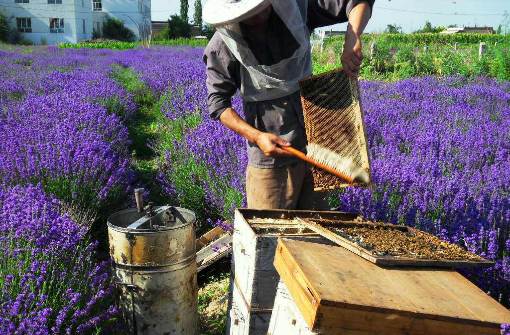 最好的蜂蜜在哪里(盤點(diǎn)世界各地的知名蜂蜜) 最好的蜂蜜在哪里(盤點(diǎn)世界各地的知名蜂蜜)