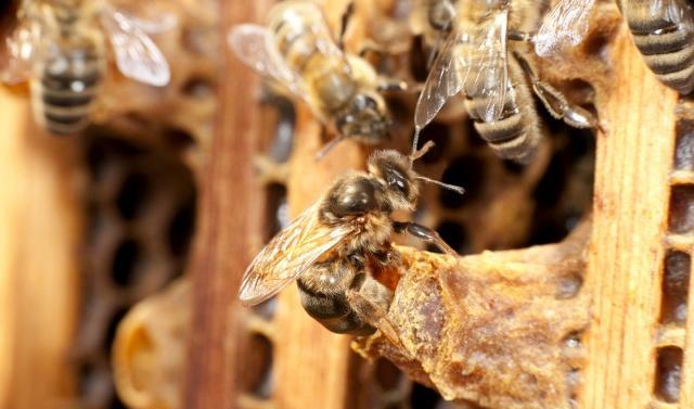 蜜蜂分家蜂王帶走的是老蜂還是新蜂(蜜蜂分蜂帶走的蜜蜂規模) 蜜蜂分家蜂王帶走的是老蜂還是新蜂(蜜蜂分蜂帶走的蜜蜂規模)