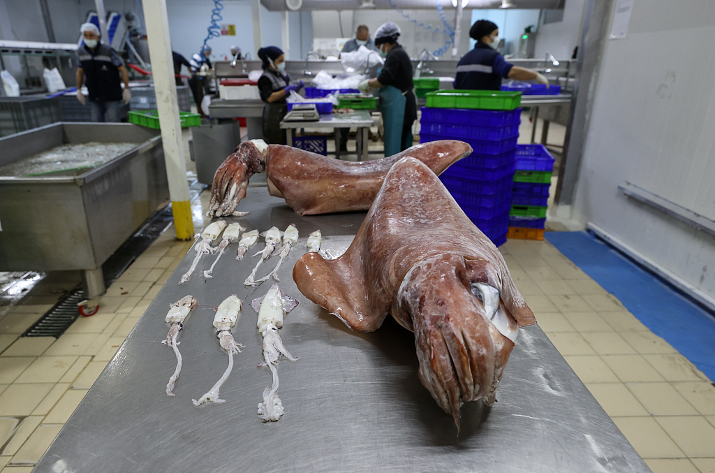 愛琴海現巨型烏賊 愛琴海出現16公斤巨型烏賊 科學家稱因海水溫度升高