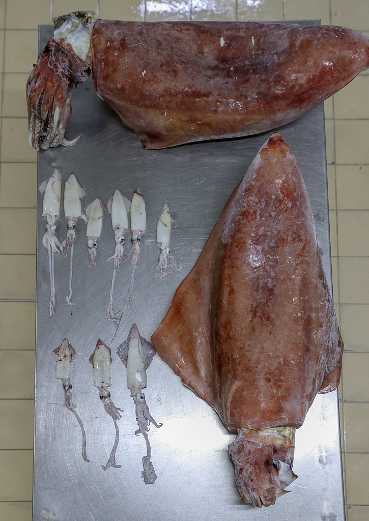 愛琴海現巨型烏賊 愛琴海出現16公斤巨型烏賊 科學家稱因海水溫度升高