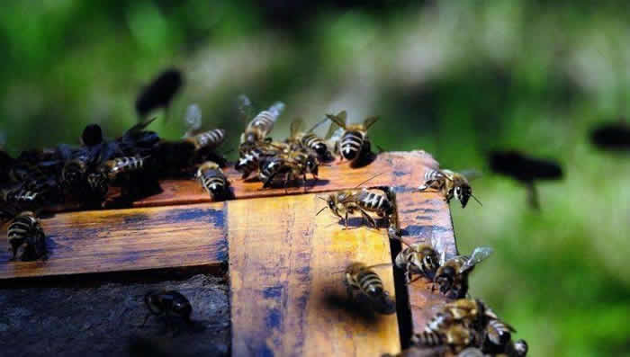 意大利蜜蜂什么時候秋繁？