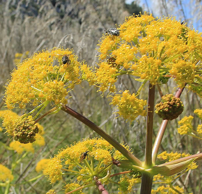 意大利蜜蜂什么時候秋繁？