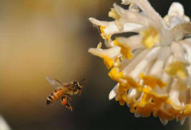 意大利蜜蜂什么時候秋繁？
