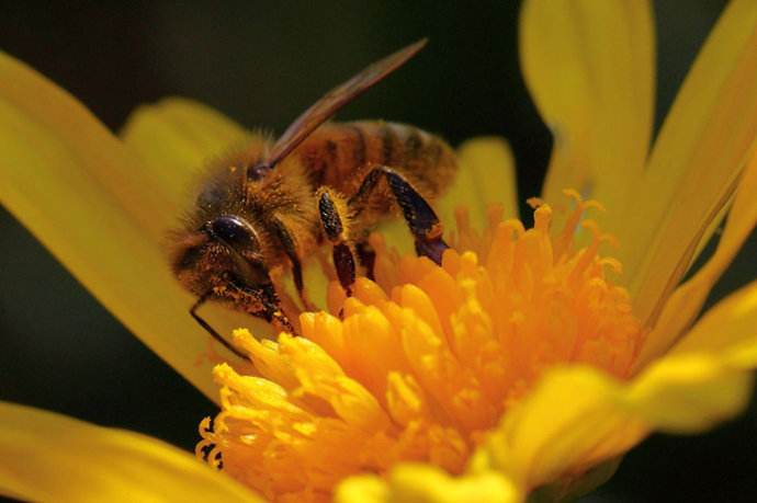 意大利蜜蜂什么時候秋繁？