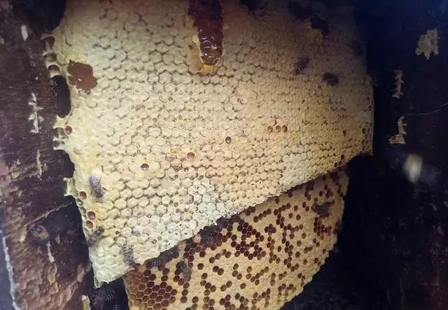 刮蜜后蜜蜂多久能恢復(割蜜后蜜蜂多久才正常進粉) 刮蜜后蜜蜂多久能恢復(割蜜后蜜蜂多久才正常進粉)