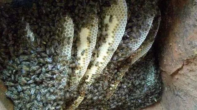 誘蜂箱能誘到幾公里的蜜蜂(誘蜂箱誘蜂絕巧) 誘蜂箱能誘到幾公里的蜜蜂(誘蜂箱誘蜂絕巧)