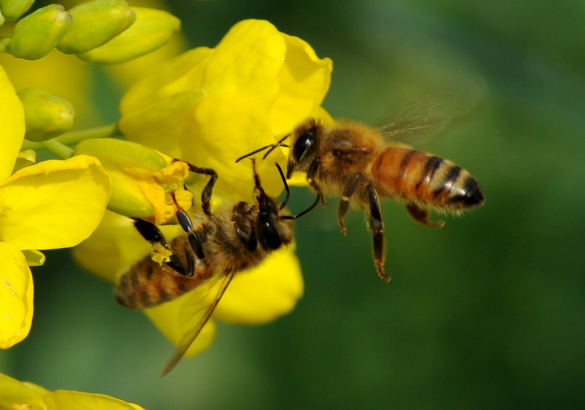 蜜蜂為什么要采蜜和釀蜜？它們?yōu)檎l采蜜？