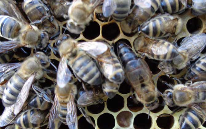 東北黑蜂價(jià)格 東北黑蜂價(jià)格