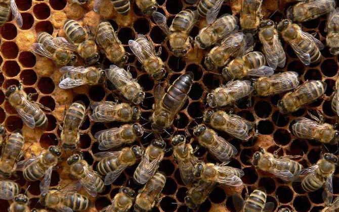 東北黑蜂價(jià)格 東北黑蜂價(jià)格