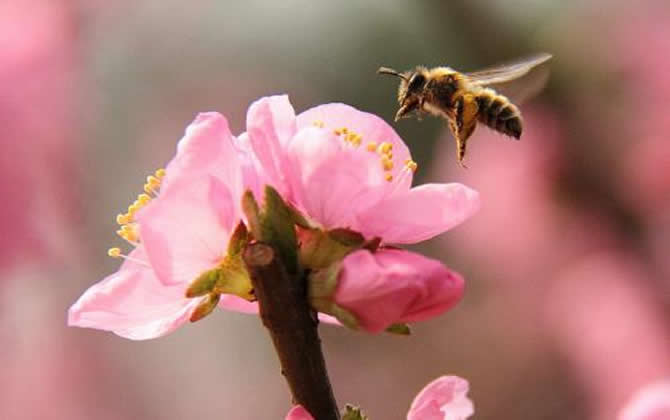 急造王臺出的蜂王能要嗎？