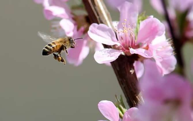 急造王臺出的蜂王能要嗎？