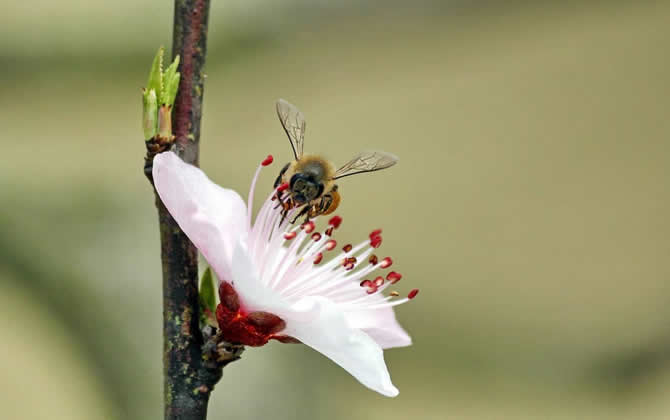 急造王臺出的蜂王能要嗎？